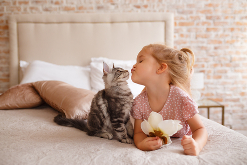 arrivée d'un chaton à la maison
