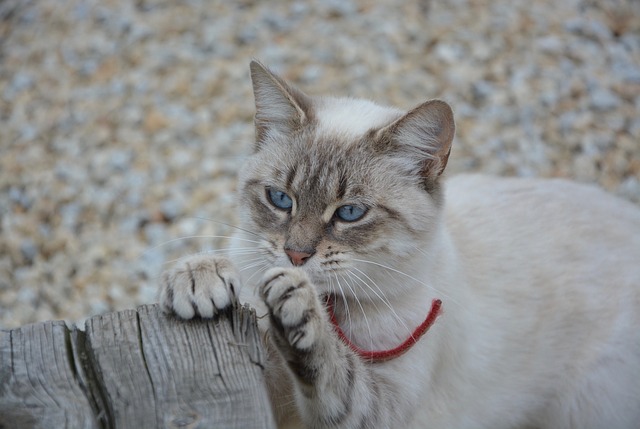 Meilleur griffoir pour chat