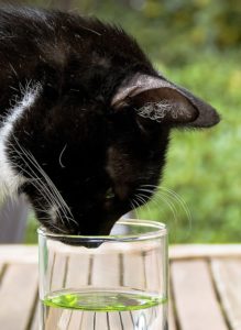 Comparatif 2019 Des Meilleures Fontaines à Eau Pour Chats