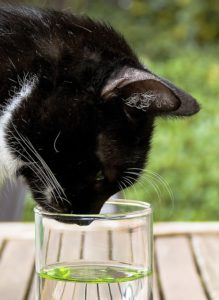 meilleure fontaine à eau pour chats