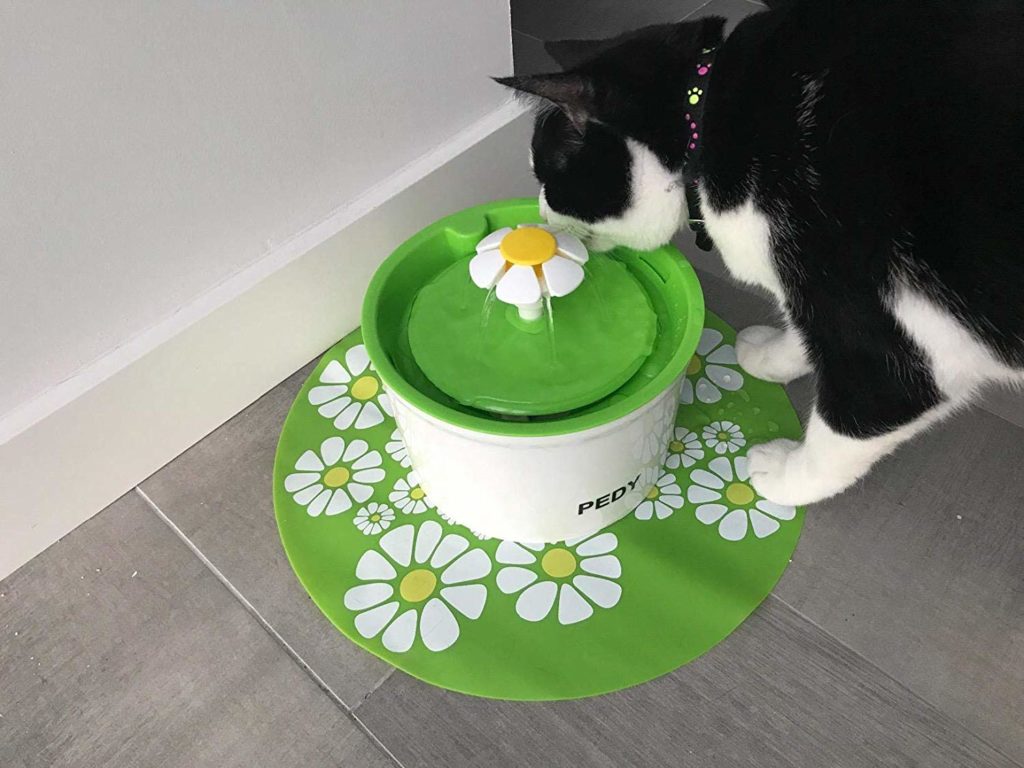 meilleure fontaine à eau pour chats peti