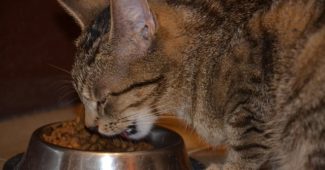 chat qui mange