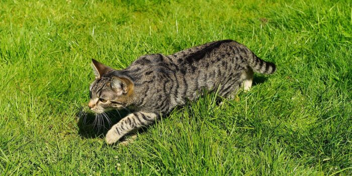 Amoniac pour éloigner les chats