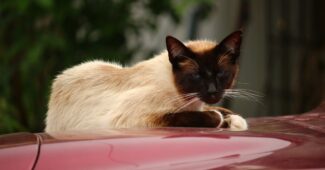 Astuces pour éloigner les chats de votre voiture