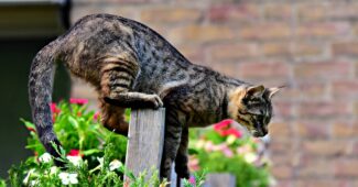 Empêcher les chats de faire leurs besoins dans votre jardin