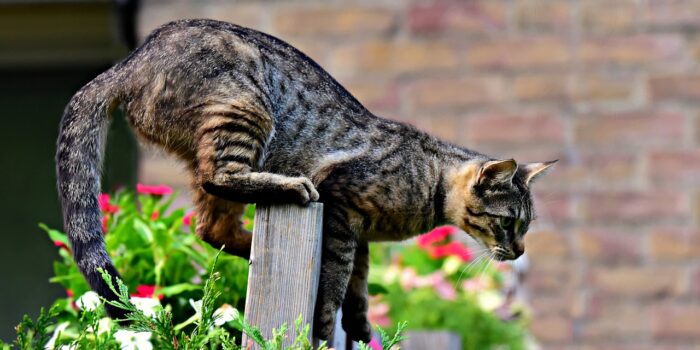Empêcher les chats de faire leurs besoins dans votre jardin