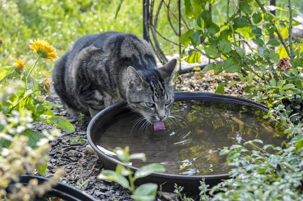 Chat dans le jardin