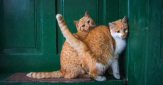 comment éloigner les chats de la porte d'entrée