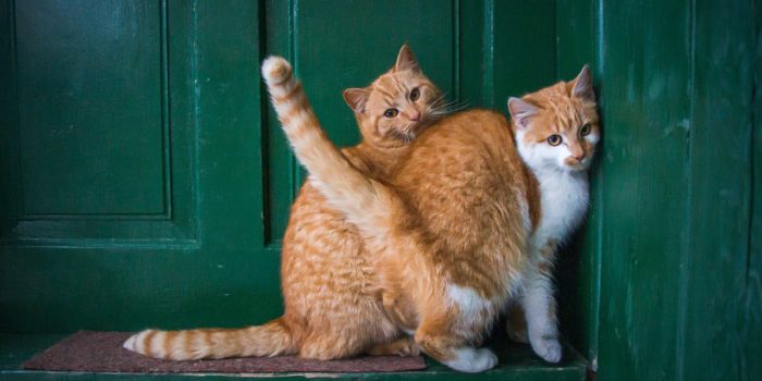 comment éloigner les chats de la porte d'entrée